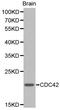 Cell Division Cycle 42 antibody, LS-C192449, Lifespan Biosciences, Western Blot image 