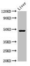 Carboxypeptidase B2 antibody, CSB-PA005884LA01HU, Cusabio, Western Blot image 