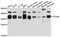OTU Deubiquitinase, Ubiquitin Aldehyde Binding 1 antibody, abx126304, Abbexa, Western Blot image 