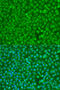 Checkpoint Kinase 1 antibody, 23-083, ProSci, Immunofluorescence image 