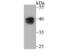 Paraoxonase 2 antibody, NBP2-75625, Novus Biologicals, Western Blot image 