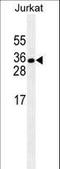 ELAV Like RNA Binding Protein 1 antibody, LS-C167718, Lifespan Biosciences, Western Blot image 