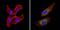Beta-Secretase 2 antibody, PA1-754, Invitrogen Antibodies, Immunofluorescence image 