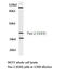 Paired Box 2 antibody, LS-C177616, Lifespan Biosciences, Western Blot image 