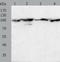 Heat Shock Protein 90 Beta Family Member 1 antibody, TA322868, Origene, Western Blot image 