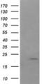 Anaphase Promoting Complex Subunit 11 antibody, MA5-26264, Invitrogen Antibodies, Western Blot image 