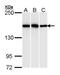 High Density Lipoprotein Binding Protein antibody, PA5-29494, Invitrogen Antibodies, Western Blot image 