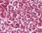 Parkinsonism Associated Deglycase antibody, orb87404, Biorbyt, Immunohistochemistry paraffin image 