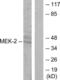 Mitogen-Activated Protein Kinase Kinase 2 antibody, LS-C199252, Lifespan Biosciences, Western Blot image 
