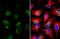 Lamin A/C antibody, GTX101127, GeneTex, Immunocytochemistry image 