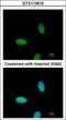 TRAF3 Interacting Protein 2 antibody, GTX113615, GeneTex, Immunocytochemistry image 