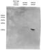 H2A Histone Family Member X antibody, 701953, Invitrogen Antibodies, Western Blot image 