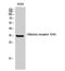 Olfactory Receptor Family 10 Subfamily A Member 6 (Gene/Pseudogene) antibody, STJ94608, St John