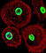 Neuronal PAS Domain Protein 2 antibody, abx032653, Abbexa, Western Blot image 