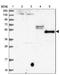 WD Repeat Domain 34 antibody, NBP1-88805, Novus Biologicals, Western Blot image 