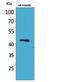 Kruppel Like Factor 12 antibody, A05848, Boster Biological Technology, Western Blot image 