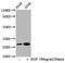 Heat Shock Protein Family B (Small) Member 1 antibody, CSB-RA010833A78phHU, Cusabio, Western Blot image 