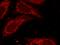 Lin-28 Homolog B antibody, 16178-1-AP, Proteintech Group, Immunofluorescence image 