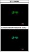 G Protein Pathway Suppressor 1 antibody, GTX100291, GeneTex, Immunocytochemistry image 