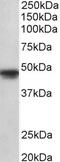 POU Class 3 Homeobox 1 antibody, LS-C154909, Lifespan Biosciences, Western Blot image 
