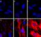 Phosphotyrosine antibody, 309314, BioLegend, Immunocytochemistry image 