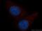 Cullin 4A antibody, 14851-1-AP, Proteintech Group, Immunofluorescence image 