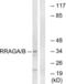 Ras Related GTP Binding A antibody, LS-C120303, Lifespan Biosciences, Western Blot image 