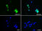 Ezrin antibody, M01750-1, Boster Biological Technology, Immunofluorescence image 