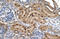 MAX Dimerization Protein MLX antibody, orb330087, Biorbyt, Immunohistochemistry paraffin image 