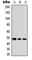 Serine/Threonine Kinase 24 antibody, abx121762, Abbexa, Western Blot image 