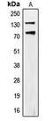 CUB Domain Containing Protein 1 antibody, MBS821546, MyBioSource, Western Blot image 