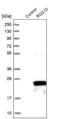 Regulator Of G Protein Signaling 10 antibody, NBP1-86020, Novus Biologicals, Western Blot image 