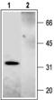 STX2A antibody, PA5-77515, Invitrogen Antibodies, Western Blot image 
