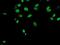 Fragile X Mental Retardation 1 antibody, NBP2-01770, Novus Biologicals, Immunocytochemistry image 