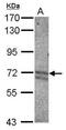 Kelch Like ECH Associated Protein 1 antibody, PA5-28368, Invitrogen Antibodies, Western Blot image 