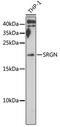 Serglycin antibody, 22-581, ProSci, Western Blot image 