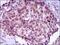 Myocyte-specific enhancer factor 2C antibody, MA5-17119, Invitrogen Antibodies, Immunohistochemistry frozen image 