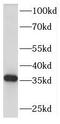 Retinol dehydrogenase 13 antibody, FNab07219, FineTest, Western Blot image 