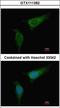 Branched Chain Keto Acid Dehydrogenase E1 Subunit Alpha antibody, LS-B12367, Lifespan Biosciences, Immunofluorescence image 