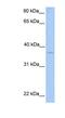 NIPA Like Domain Containing 2 antibody, NBP1-70656, Novus Biologicals, Western Blot image 