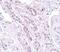 Tectonic Family Member 1 antibody, PA5-20983, Invitrogen Antibodies, Immunohistochemistry frozen image 