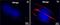 Integrin Subunit Beta 3 antibody, ab78289, Abcam, Immunofluorescence image 