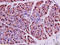 Angiotensin I Converting Enzyme 2 antibody, 251380, Abbiotec, Immunohistochemistry paraffin image 