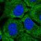 Dynein Axonemal Heavy Chain 7 antibody, HPA044070, Atlas Antibodies, Immunofluorescence image 