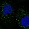 Speckle Type BTB/POZ Protein Like antibody, NBP1-86315, Novus Biologicals, Immunofluorescence image 