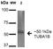 Tubulin Alpha 1b antibody, orb384286, Biorbyt, Western Blot image 