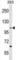 Testis Expressed 2 antibody, abx029879, Abbexa, Western Blot image 