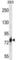 Cadherin 16 antibody, abx027577, Abbexa, Western Blot image 
