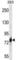 Cadherin 16 antibody, abx027577, Abbexa, Western Blot image 