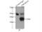 Transmembrane Protein 165 antibody, 20485-1-AP, Proteintech Group, Immunoprecipitation image 